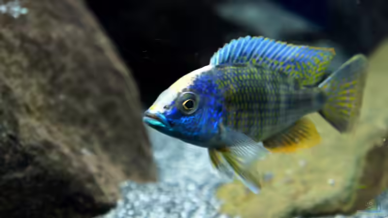 Aulonocara maylandi halten (Einrichtungsbeispiele für Schwefelkopf-Kaiserbuntbarsch)