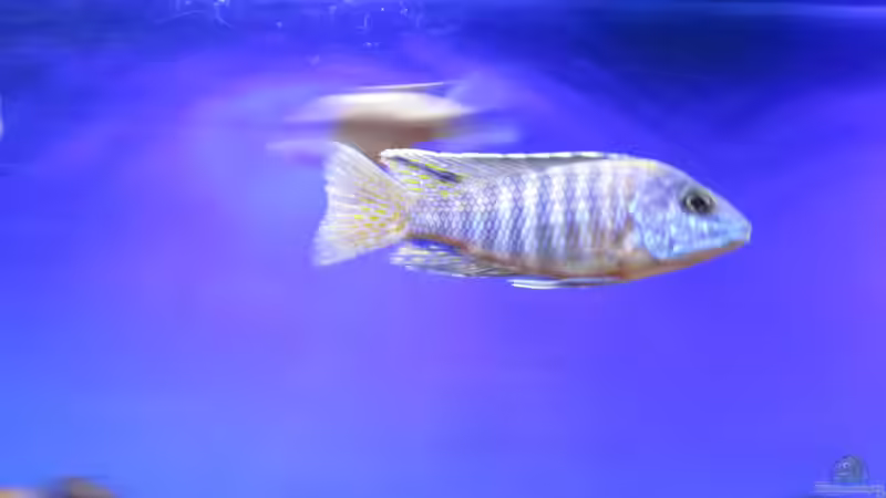 Aulonocara new blue Orchid von Malawi-Dude (18)