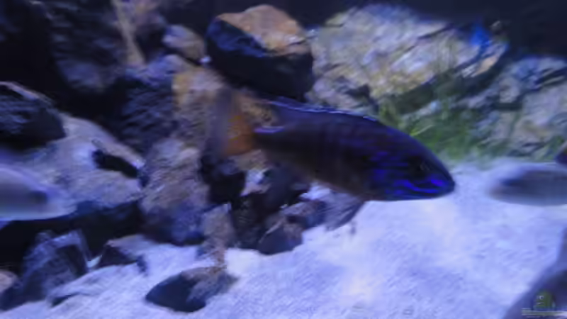 Aulonocara ngara mdoka von Strücher Jung (19)