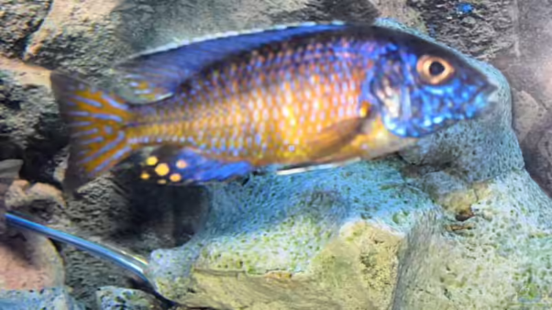 aulonocara ngara von airborn28 (24)