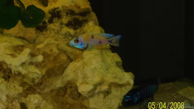 Aulonocara OB von Rene Nolting (22)