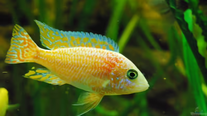 Aulonocara orchidee (Männchen) von schwiizerfisch93 (14)