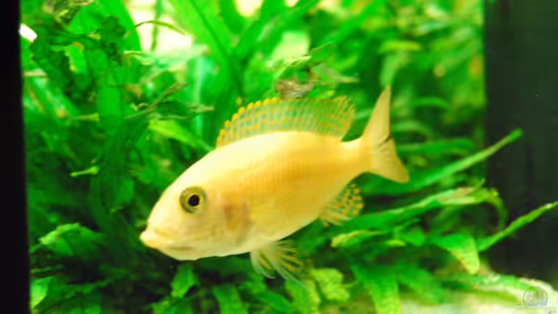 Aulonocara orchidee (Weibchen) von schwiizerfisch93 (15)