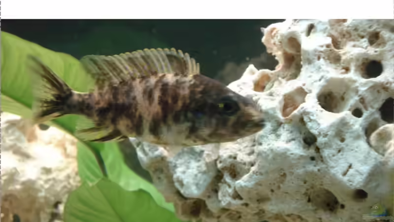 Aulonocara Painted von Martin Kühne (6)