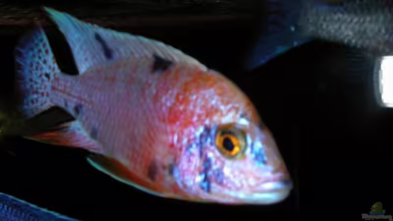 Aulonocara Red Blue Silver von Lars Joergens (12)