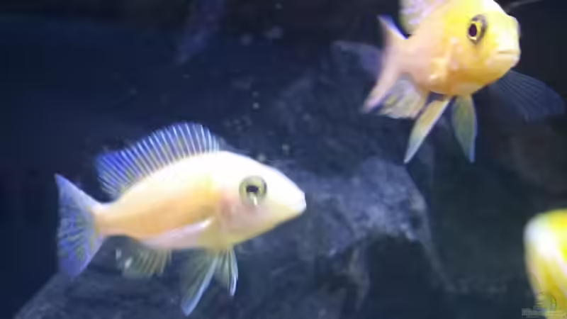 Aulonocara Red Dragon von Uncas (25)