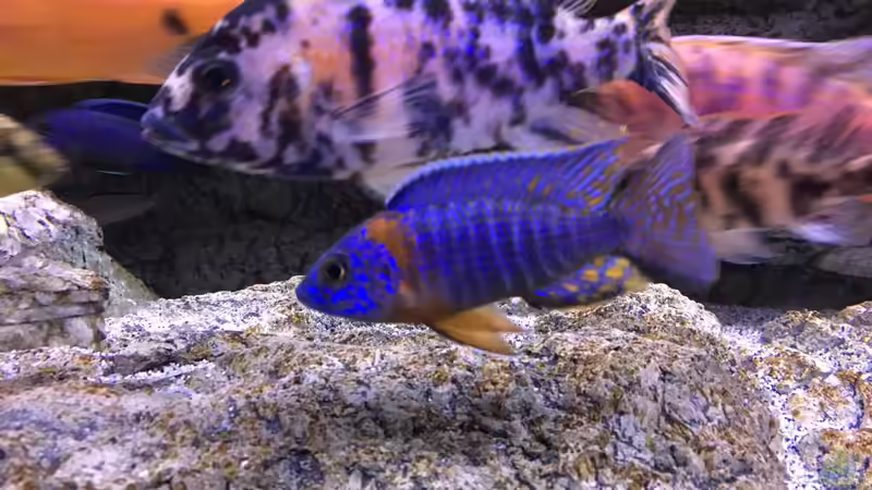 Aulonocara red flush von Purki (108)