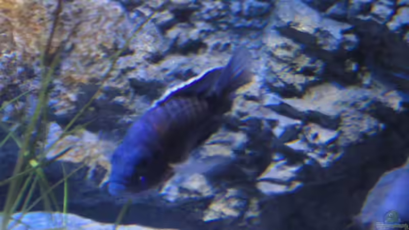 Aulonocara red flush von Strücher Jung (23)