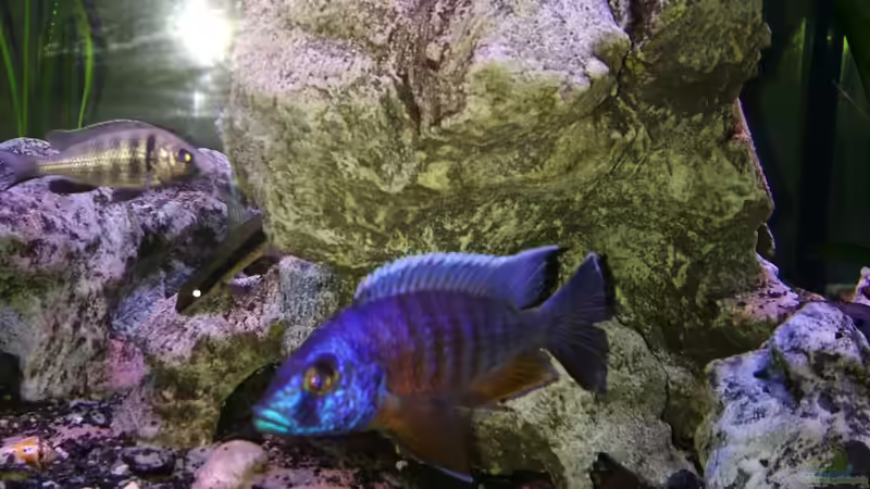 Aquarien mit Aulonocara stuartgranti "chiloelo" (Aulonocara hansbaenschi)