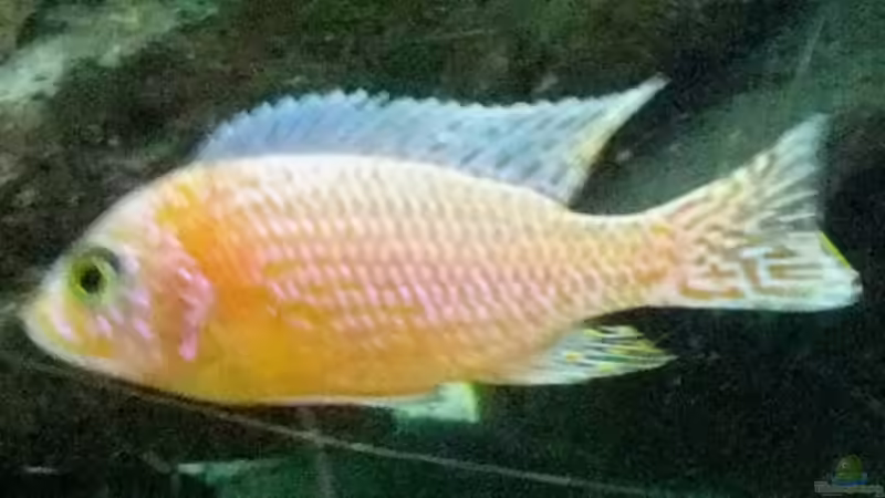 Aulonocara red orchid m von Schdäff (27)