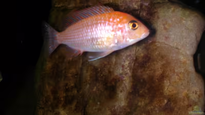 Aulonocara Red Orchide von Lars Joergens (16)