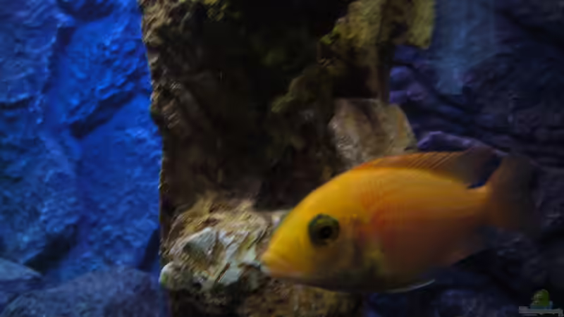 Aulonocara Red Orchidee (eines von zwei Weibchen)  von Marcel. (29)