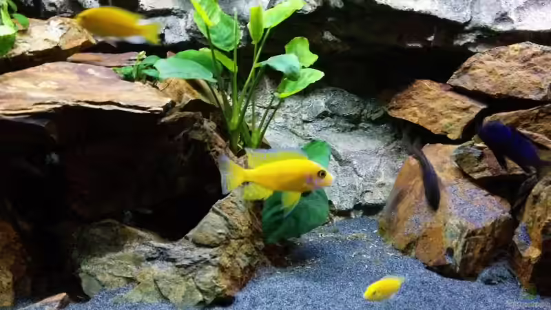 aulonocara red orchidee von FunkyTraut (15)