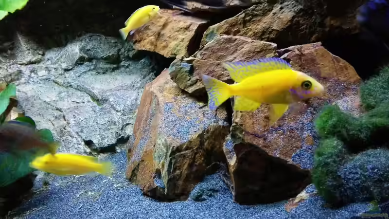 aulonocara red orchidee von FunkyTraut (16)