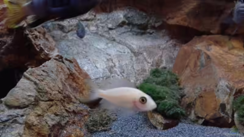 Aulonocara Red Orchidee Weibchen von FunkyTraut (20)