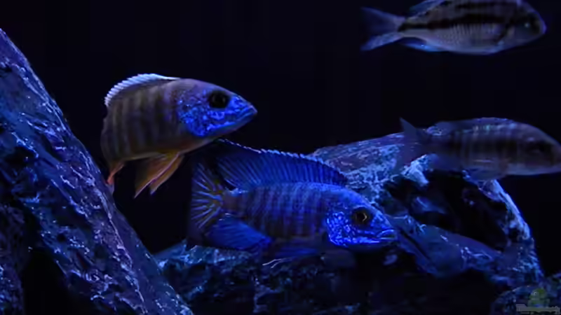 Aulonocara sp. "red rubin" halten (Einrichtungsbeispiele für Red Rubin Kaiserbuntbarsche)