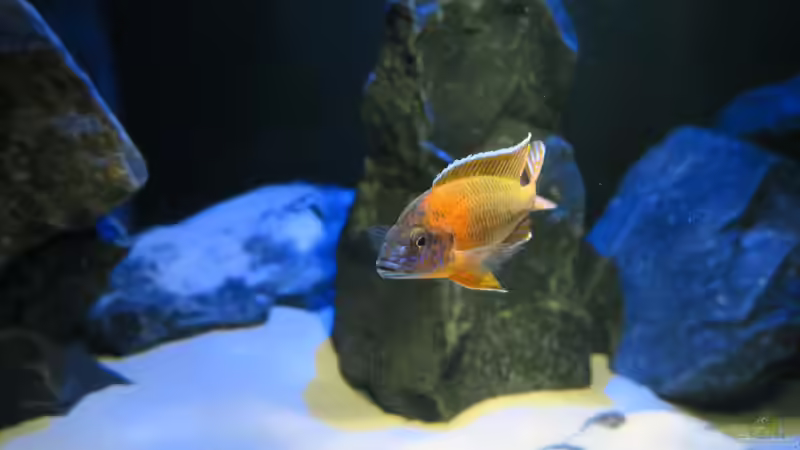 Aulonocara Red Rubin  von Lynex (22)