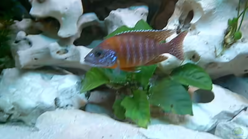 Aulonocara sp. "red rubin" halten (Einrichtungsbeispiele für Red Rubin Kaiserbuntbarsche)