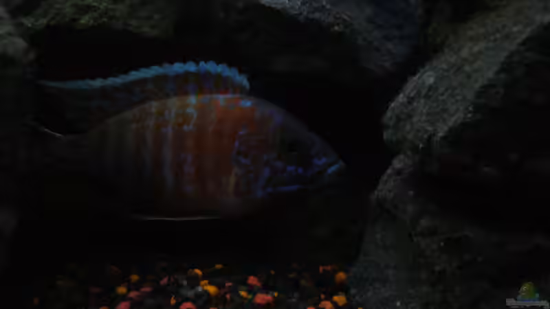 Aulonocara Red Rubin Bock (Bild1) von Marcel. (23)