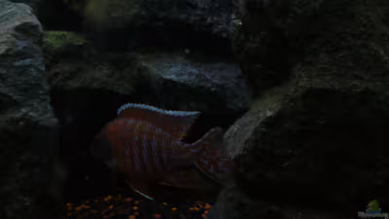 Aulonocara Red Rubin Bock (Bild2) von Marcel. (24)