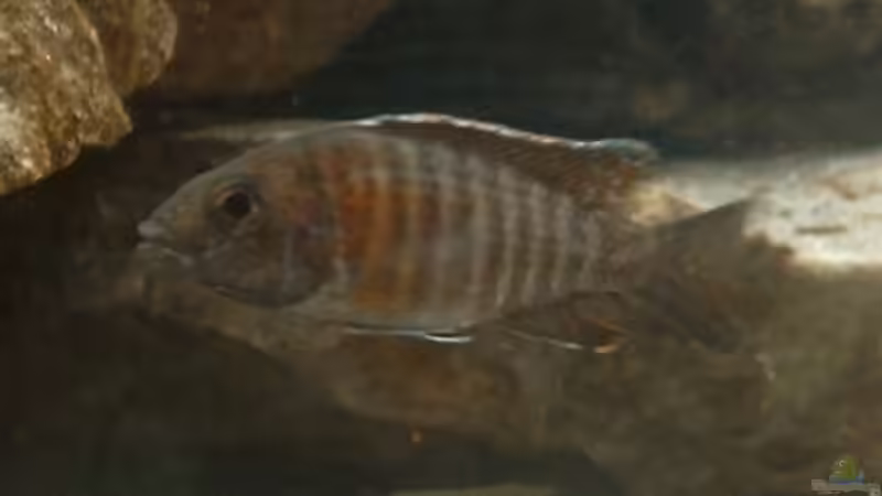 Aulonocara Red Rubin Bock (das Umfärben beginnt) von Jerome Homann (10)