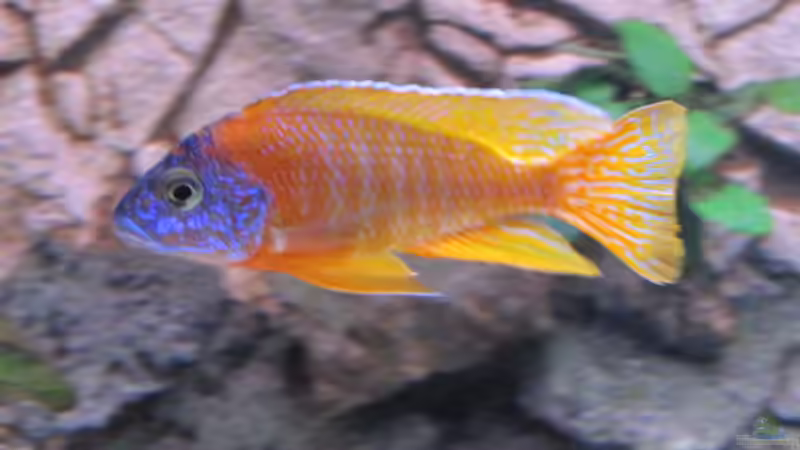 Aulonocara Red Rubin Bock von baule2002 (30)