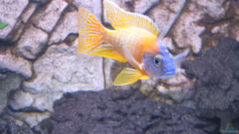 Aulonocara Red Rubin Bock von baule2002 (31)