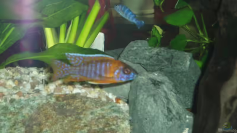 Aulonocara sp. "red rubin" halten (Einrichtungsbeispiele für Red Rubin Kaiserbuntbarsche)
