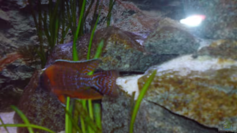Aulonocara Red Rubin Mänchen Foto 2 von Dommsel (24)