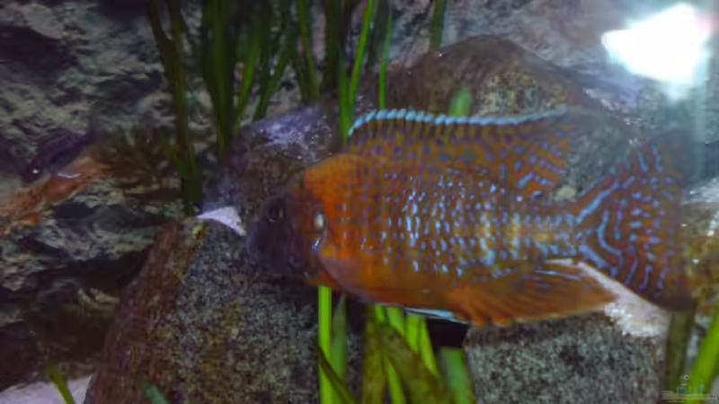 Aulonocara Red Rubin Mänchen Foto1 von Dommsel (25)