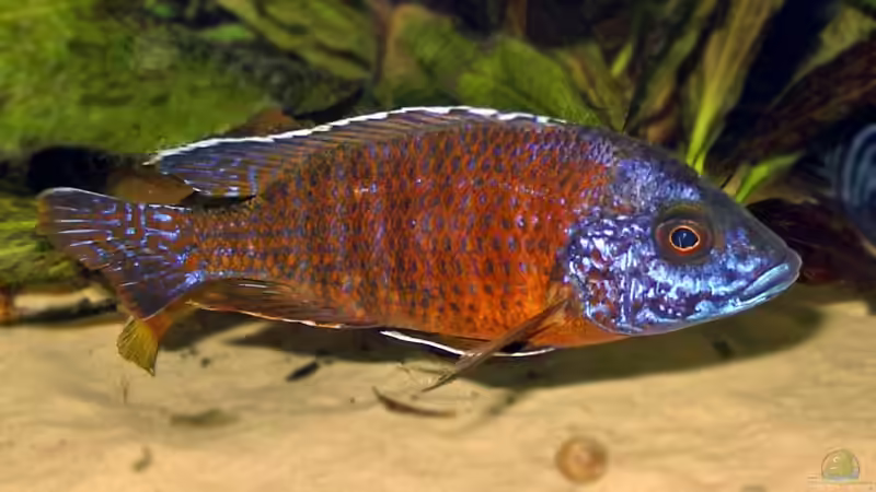 Aulonocara sp. "red rubin" halten (Einrichtungsbeispiele für Red Rubin Kaiserbuntbarsche)