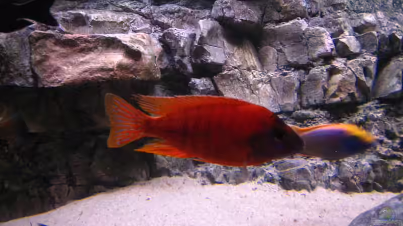 Aulonocara red rubin von airborn28 (18)