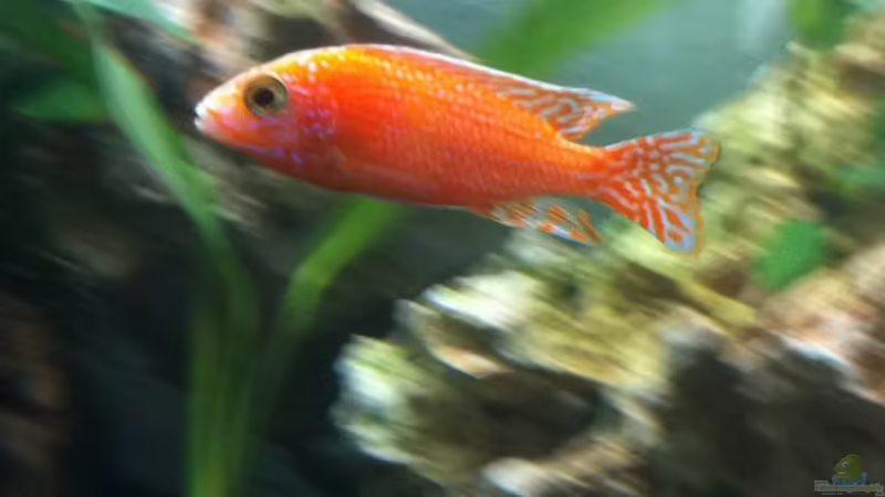 Aulonocara red rubin von BAD666 (17)