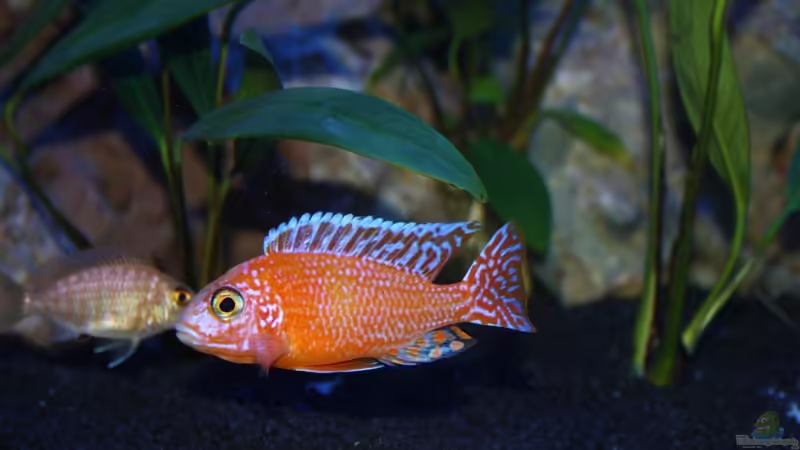 Aulonocara red rubin von BAD666 (19)