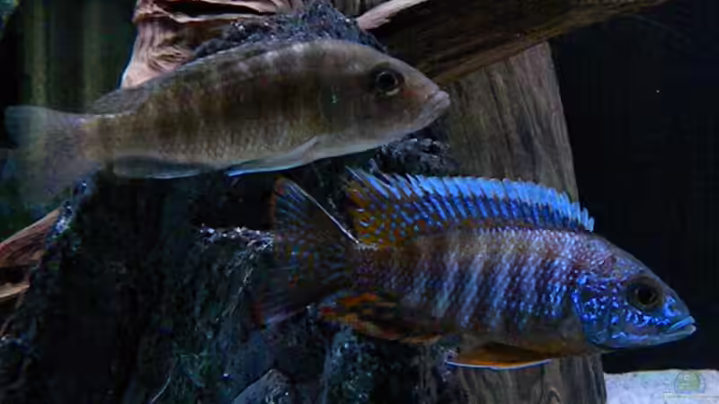 Aulonocara Red Rubin von flightsim (94)