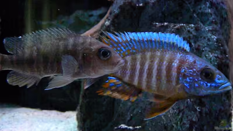 Aulonocara Red Rubin von flightsim (96)