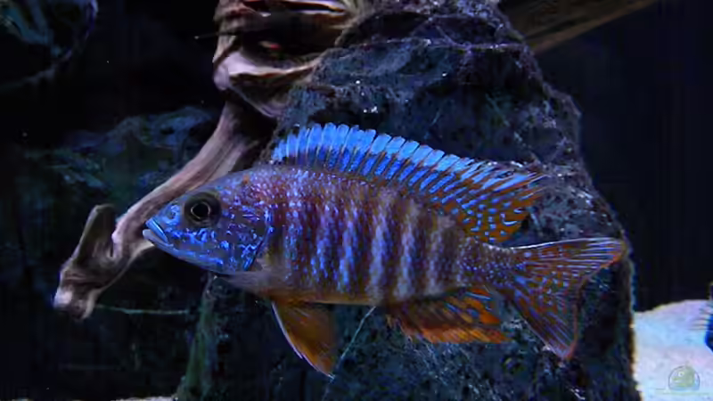 Aulonocara Red Rubin von flightsim (98)