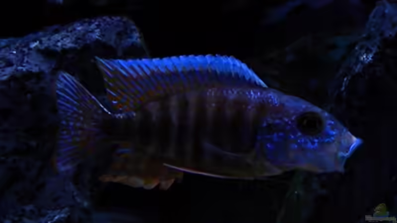 Aulonocara Red Rubin von flightsim (99)