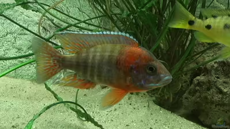 Aulonocara Red Rubin von Georg Seidl (11)