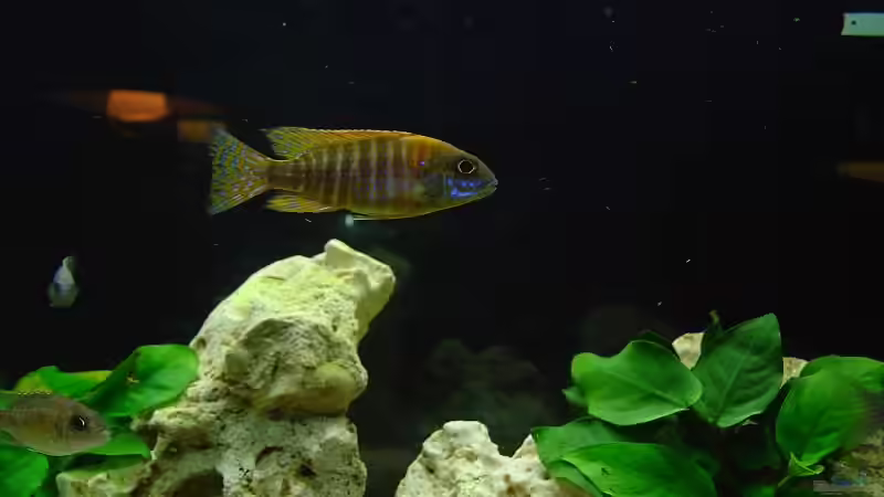 Aulonocara Red Rubin von Kai Lehmann (5)