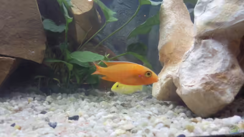 Aulonocara red rubin von Martin Becker (10)