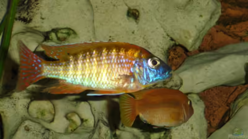 AUlonocara red Rubin von Stefan Link (12)