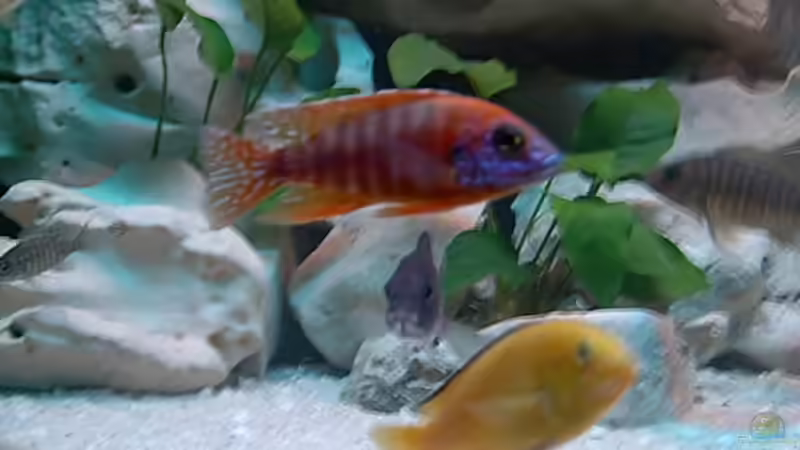 Aulonocara Red Rubin von Steffen Langer (10)