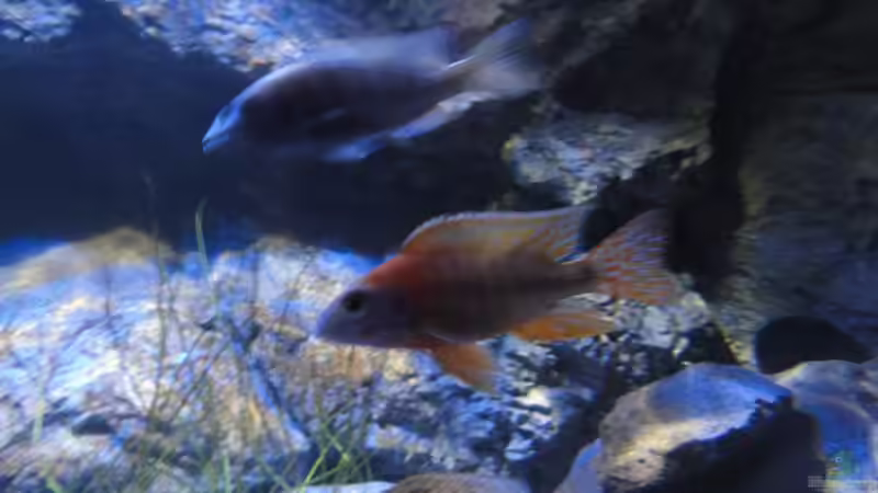 Aulonocara red rubin von Strücher Jung (17)