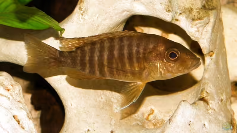 Aulonocara Red Rubin (w) von Malawi Freak (12)