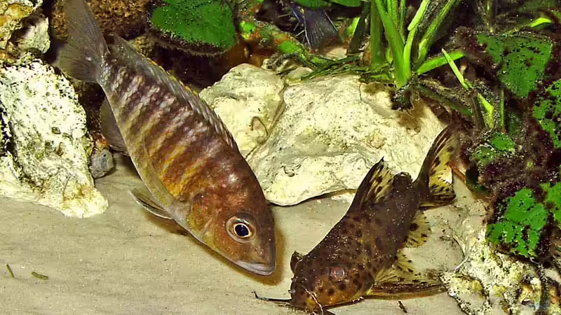 Aulonocara red rubin weib+Synodontis von Andrea Wendel (23)