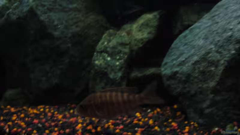 Aulonocara Red Rubin Weibchen (Bild1) von Marcel. (25)