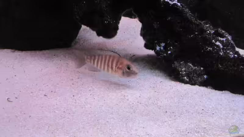 Aulonocara Red Rubin Weibchen m. vollem Maul von baule2002 (19)