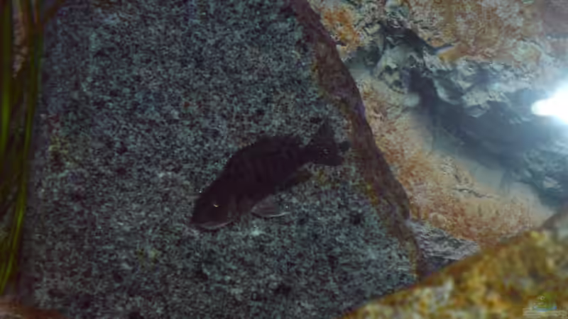 Aulonocara Red Rubin Weibchen nr. 1 von Dommsel (27)