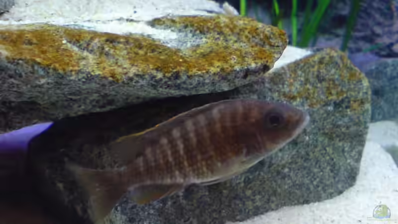 Aulonocara Red Rubin Weibchen nr. 2 von Dommsel (26)